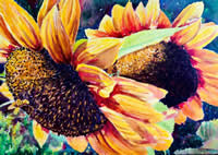 Sunflower Duo by Paul McMahan